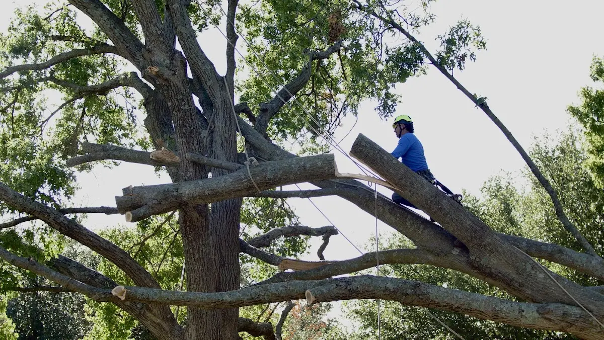 Professional Crown Thinning performed by certified arborists in Hixson