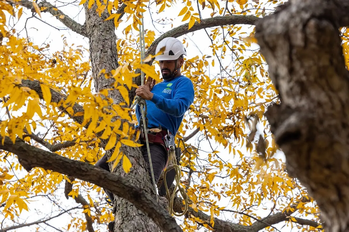 Skilled Tree Transplanting crew working in Hixson